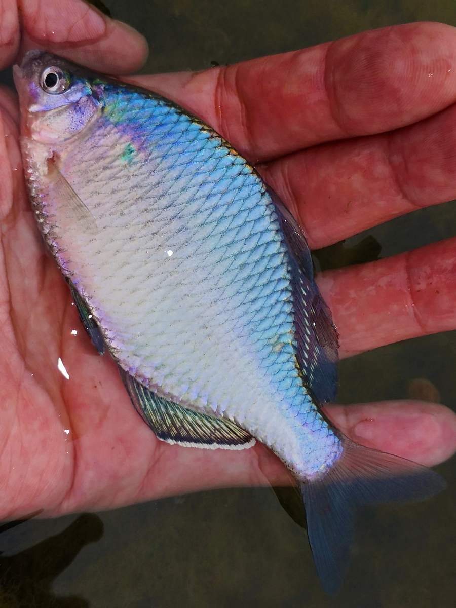 タナゴc □魚種>>015: シロフチタイリクバラタナゴ（ Rhodeus albomarginatus