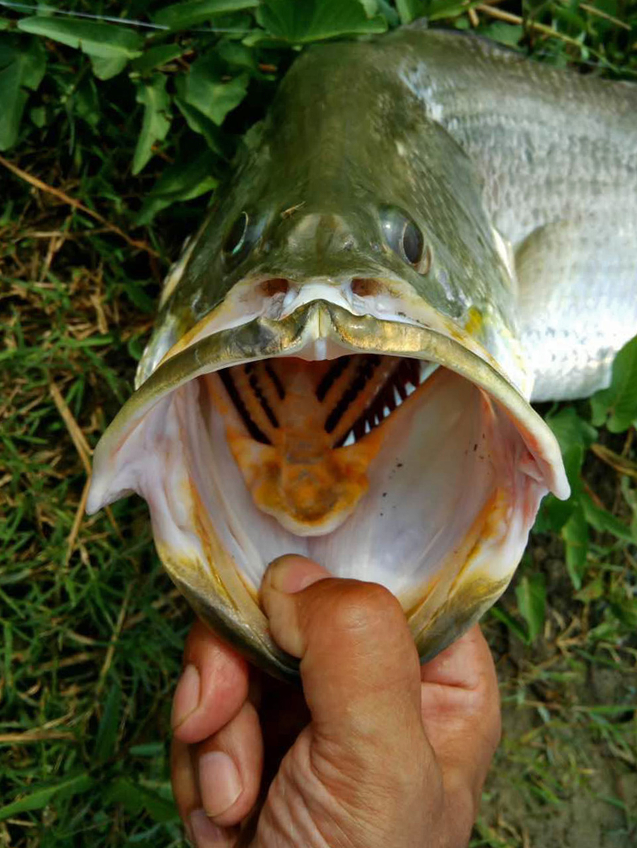 □魚種>>043: バラマンディ（ Lates calcarifer ） - 中国管釣り情報