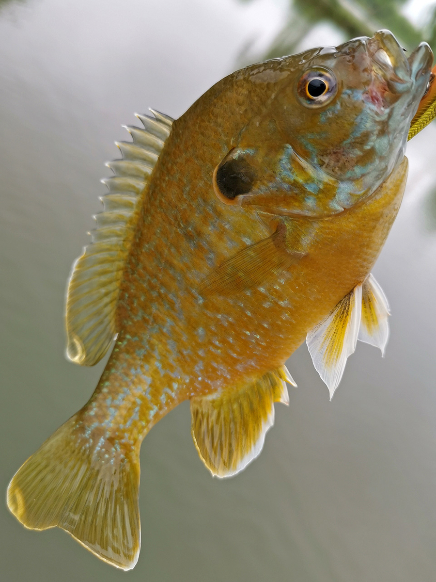 魚種 031 ブルーギル Lepomis Macrochirus 中国管釣り情報 ルアーで釣っちゃいな