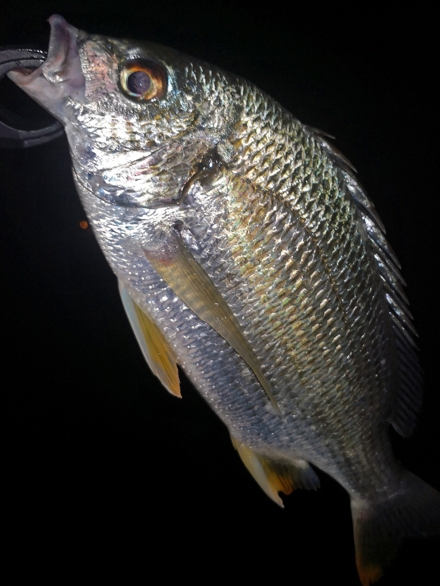 魚種 054 キビレ Acanthopagrus Latus 中国管釣り情報 ルアーで釣っちゃいな
