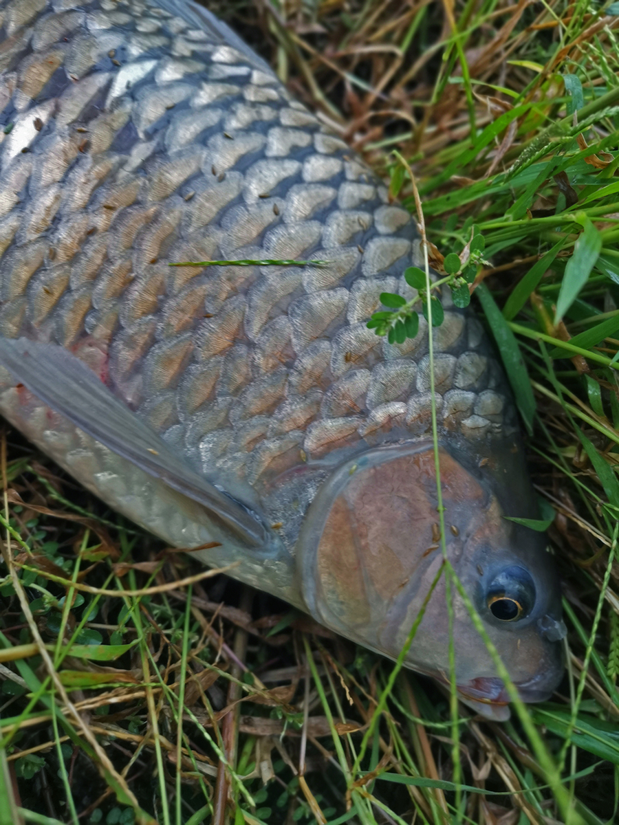 □魚種>>060: スピニバルブス デンティクラトス ポリレピス
