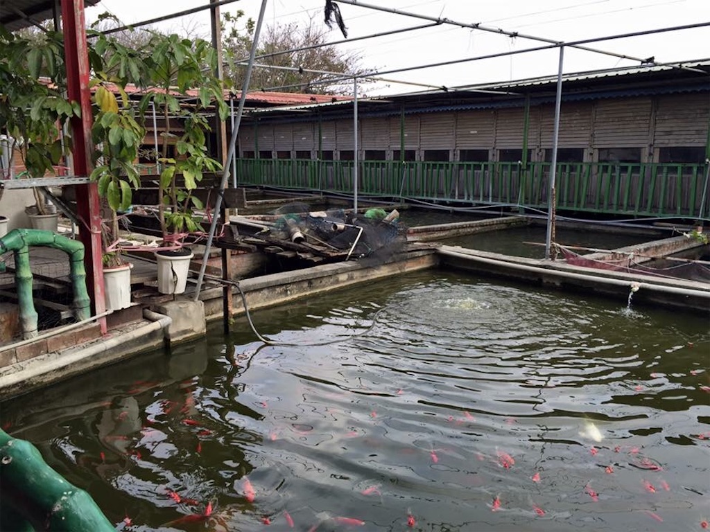 f:id:Chinnekodou:20170627204143j:image