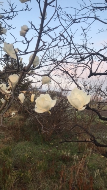 f:id:Choei:20220324135930j:plain