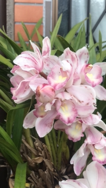 f:id:Choei:20220324140345j:plain