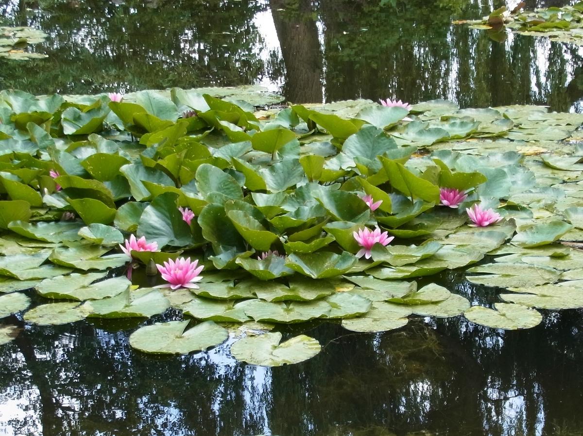 f:id:ChoigeeMitsu:20210201171839j:plain