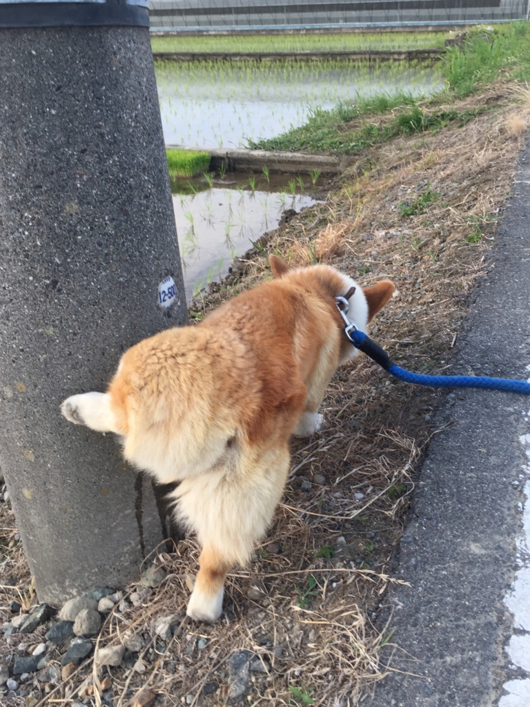 f:id:ChokoValley:20160812221825j:plain