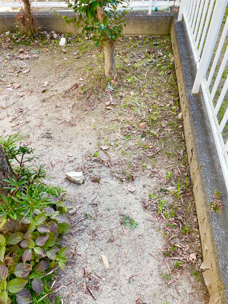 f:id:CiCi_Lemonade:20260202124610j:image