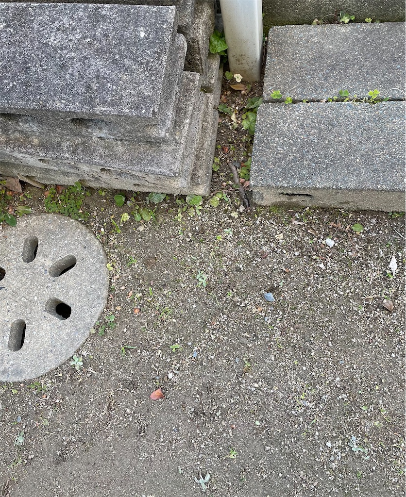 f:id:CiCi_Lemonade:20260218080013j:image