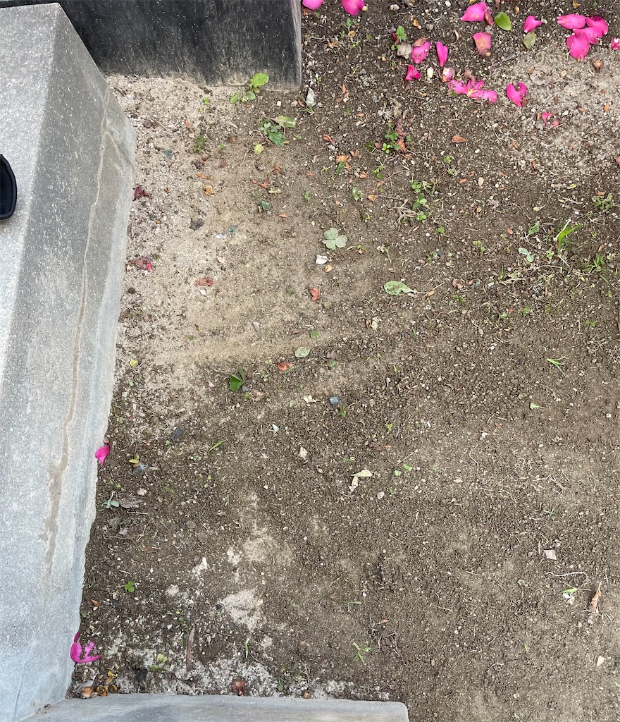 f:id:CiCi_Lemonade:20260218080034j:image