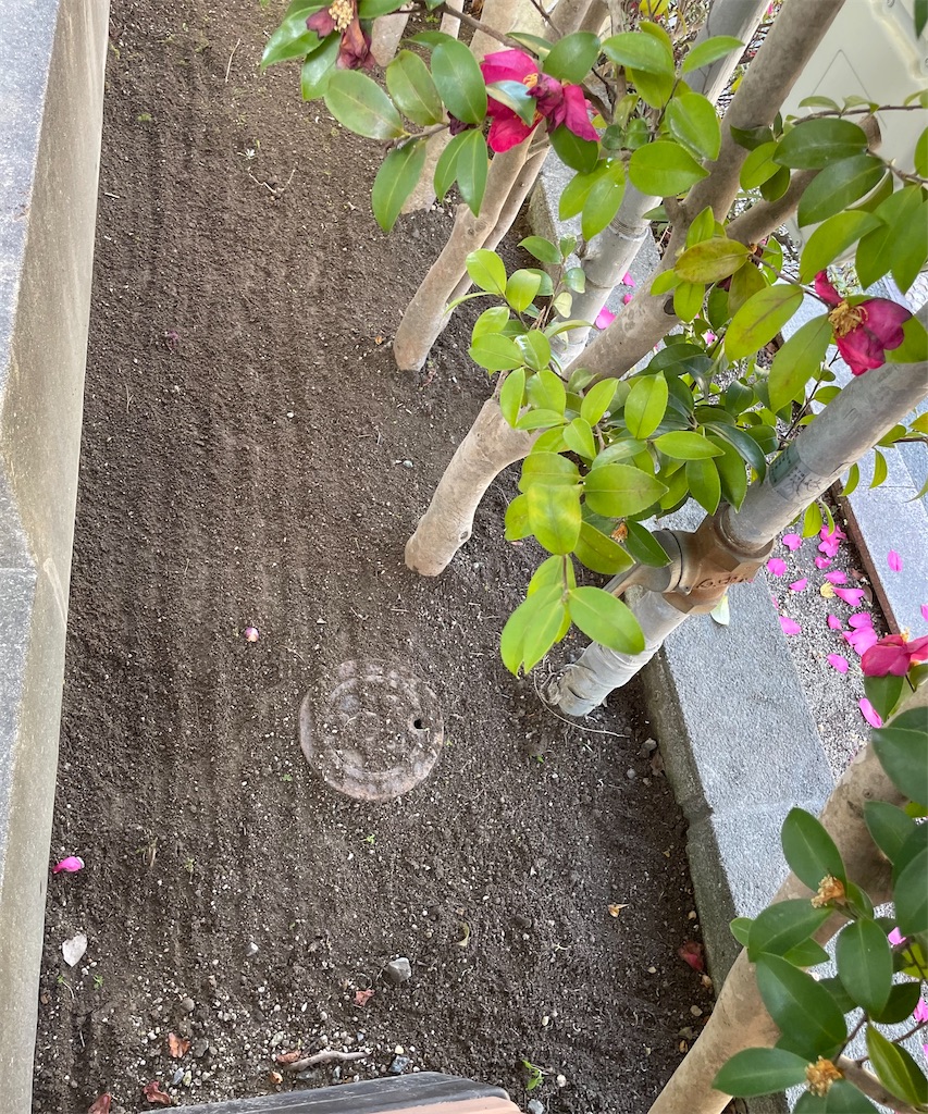 f:id:CiCi_Lemonade:20260218080100j:image