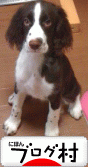 https://dog.blogmura.com/englishspringerspaniel/ ¤Ø \¤\\¸ 1