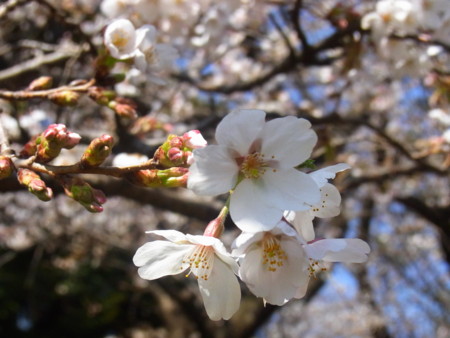 f:id:Classics2:20110406144050j:image