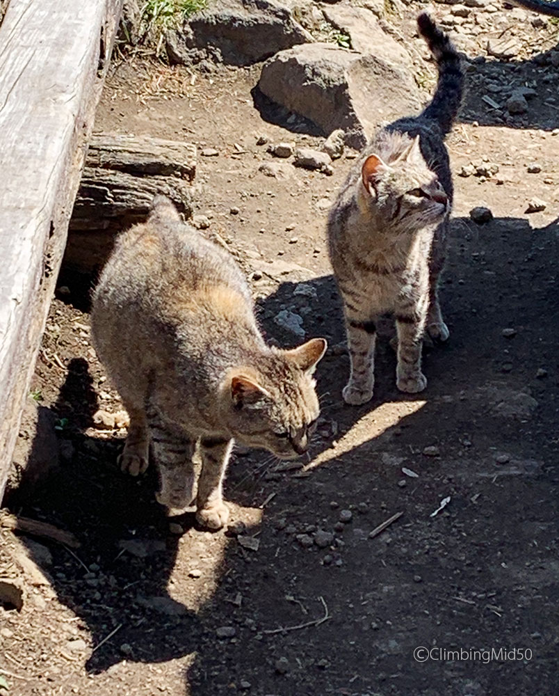 金時山の猫