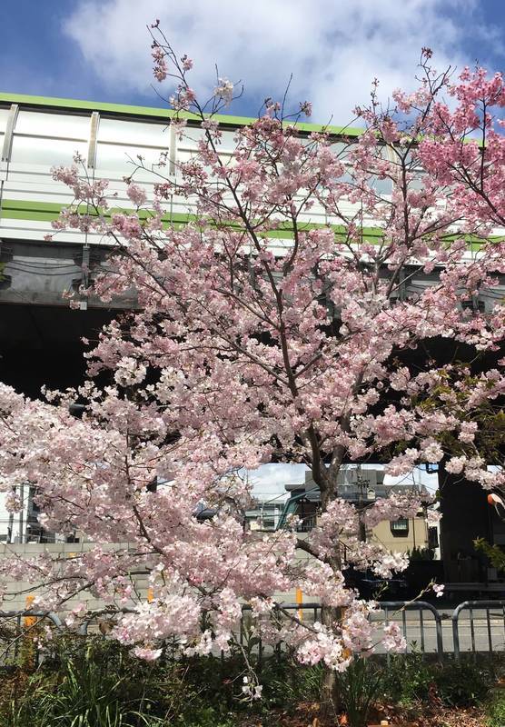 ピンク色の桜は陽光桜 細野晴臣 恋は桃色 牛車で往く