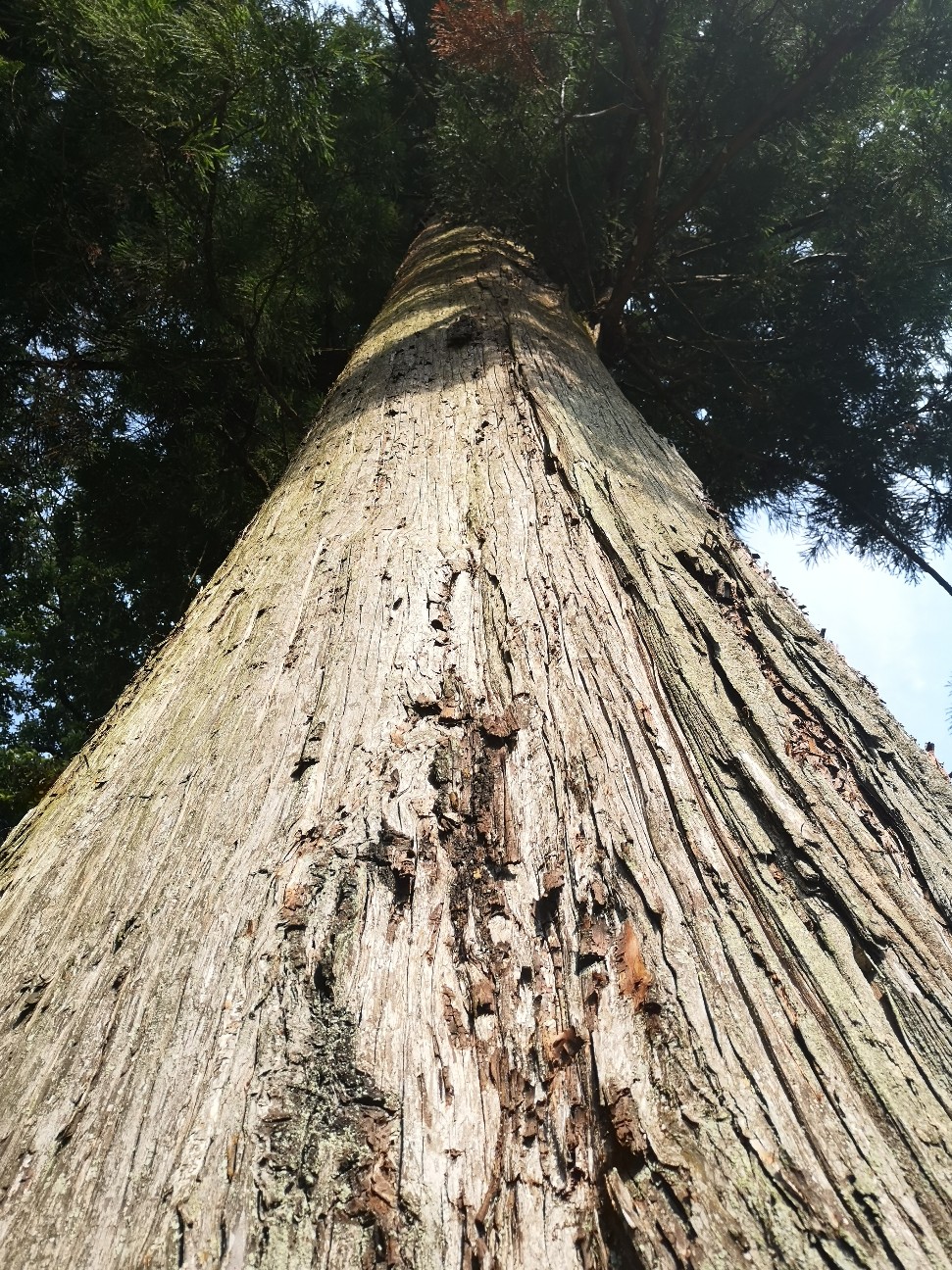 f:id:Coccinella2019:20210610232256j:image