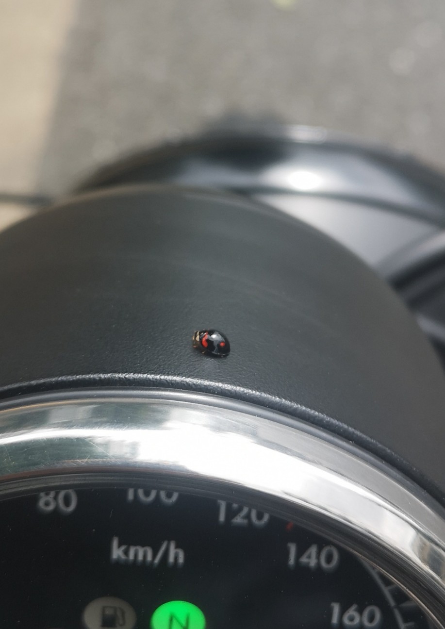 f:id:Coccinella2019:20210930235702j:image