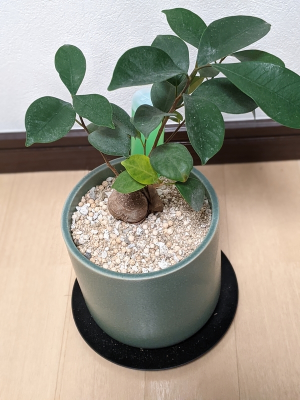 f:id:Colloid:20210404175413j:plain