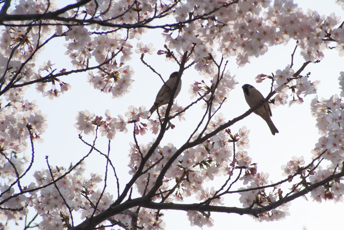 f:id:ComExp2133:20190408215305j:plain f:id:ComExp2133:20190408215305j:plain