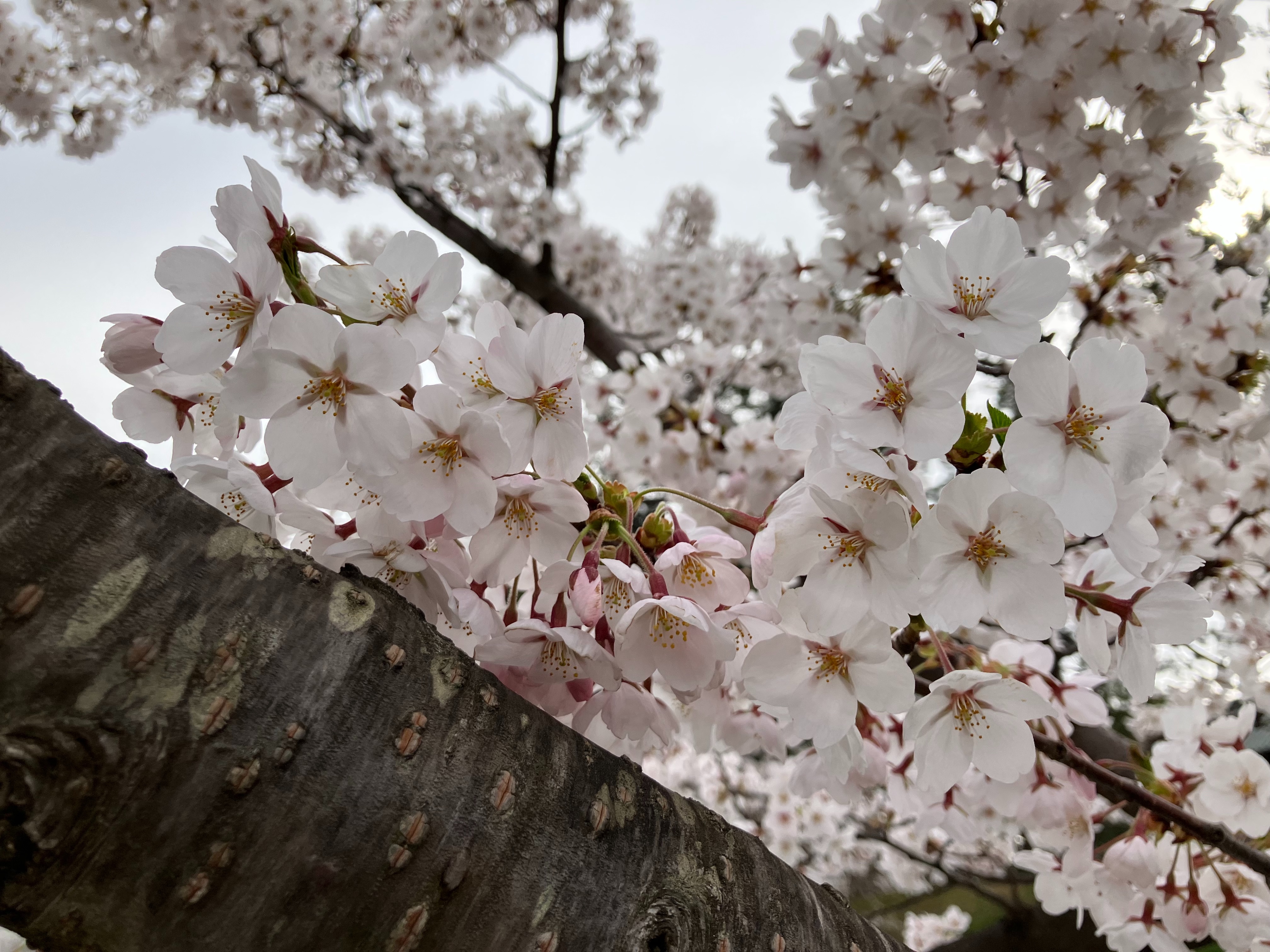 f:id:ComExp2133:20260418135744j:image