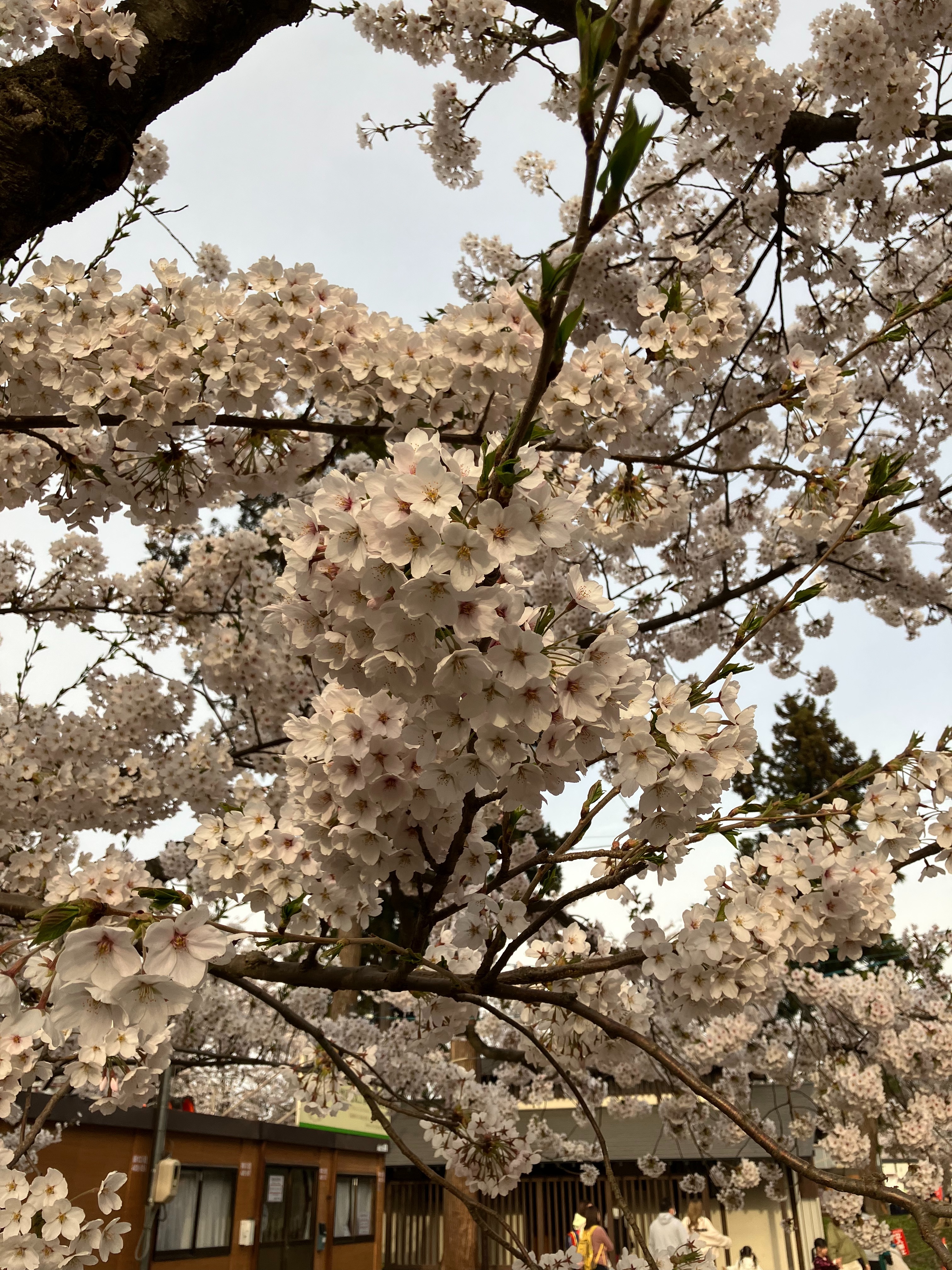 f:id:ComExp2133:20260418143741j:image