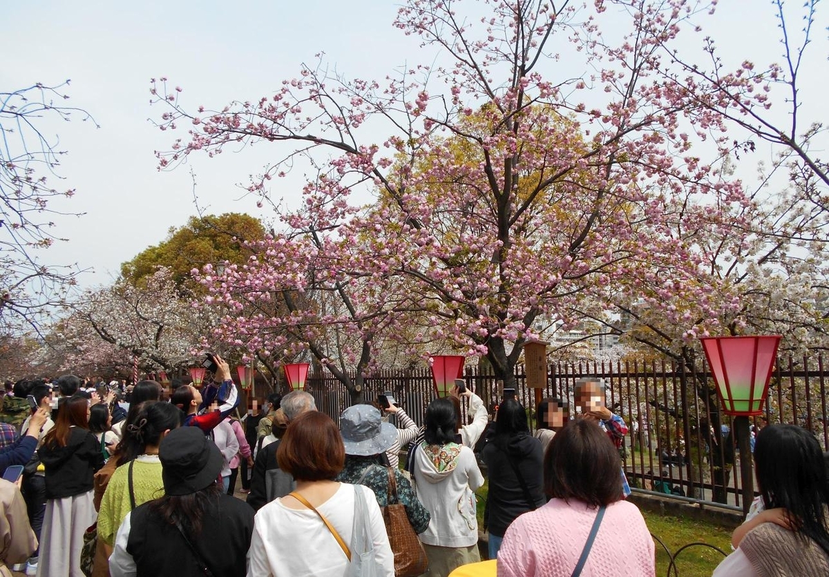造幣局桜の通り抜け 2025 予約方法（スマホ画面写真付き