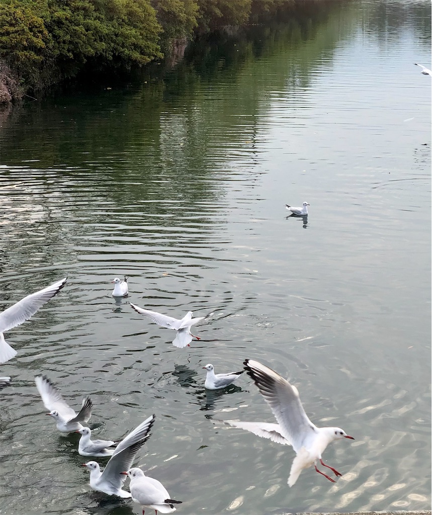 f:id:Conichan:20201126123322j:image