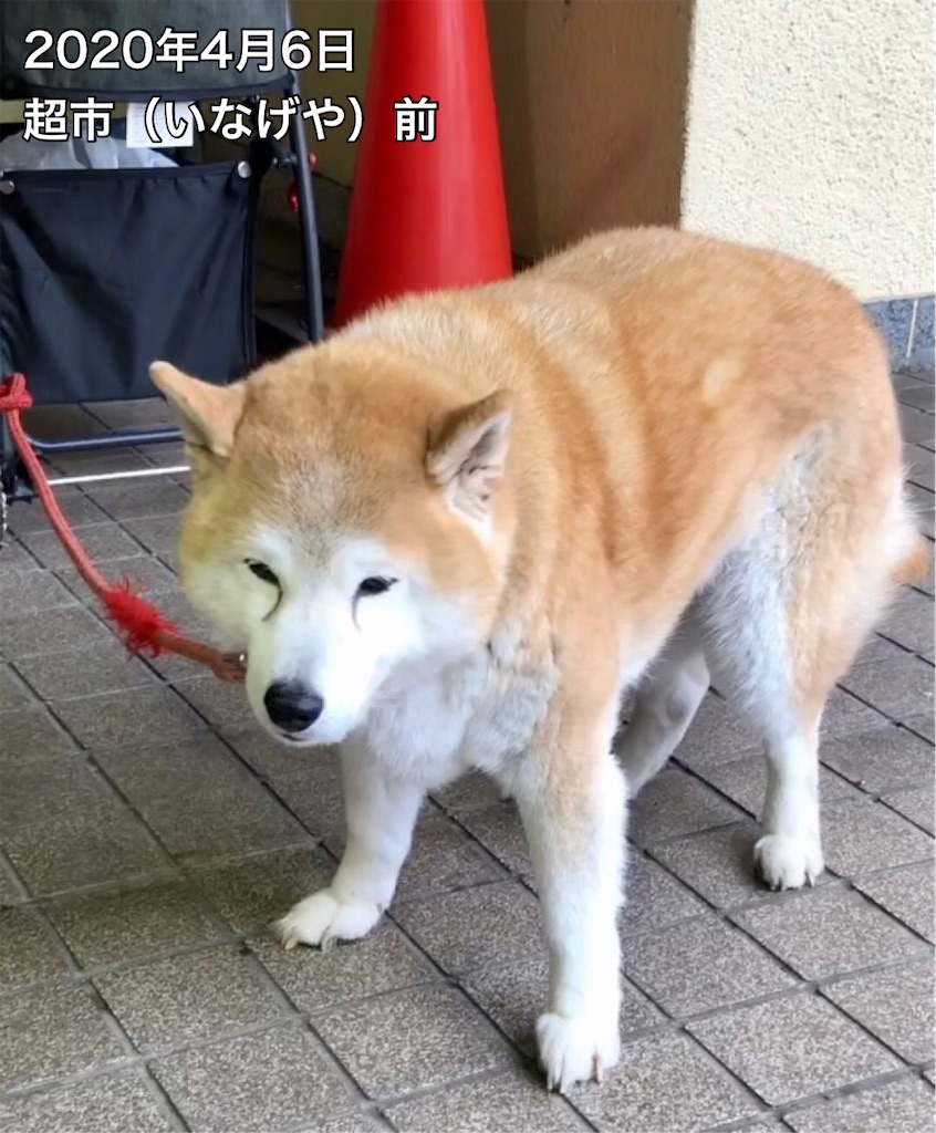 f:id:Conichan:20210221092446j:image