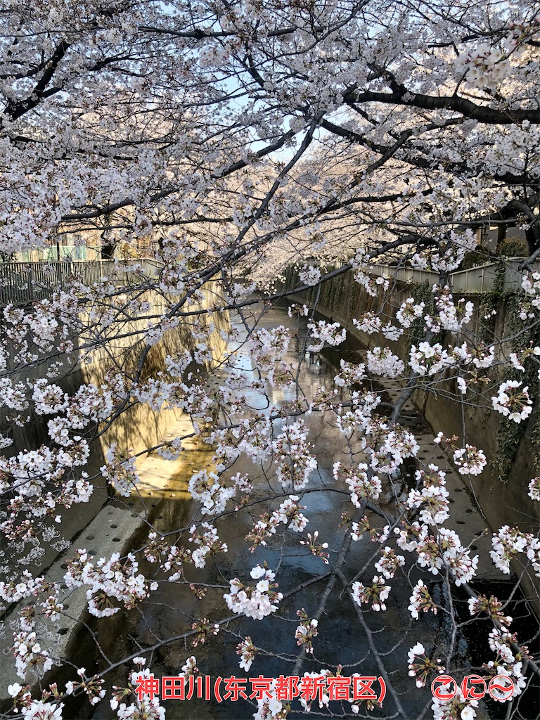 f:id:Conichan:20210324141912j:image