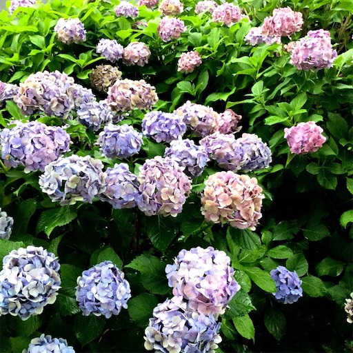 f:id:Convallaria-majalis:20190628193639j:image