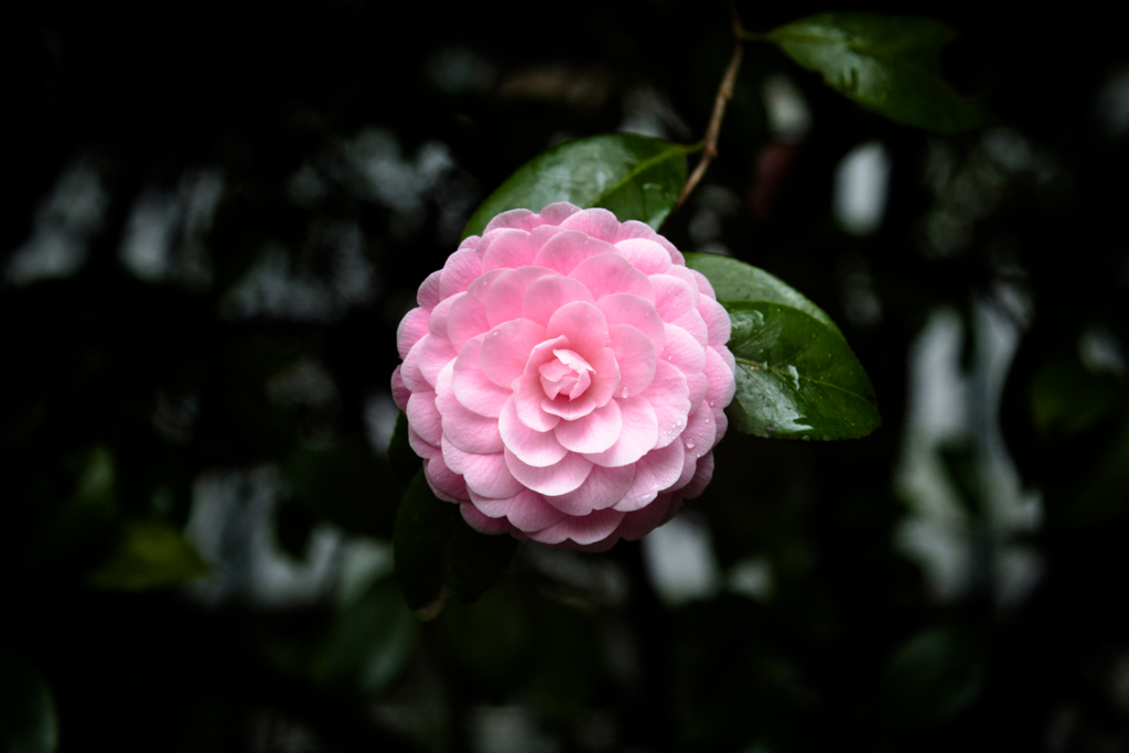 f:id:Coromochi05:20170414222418j:plain
