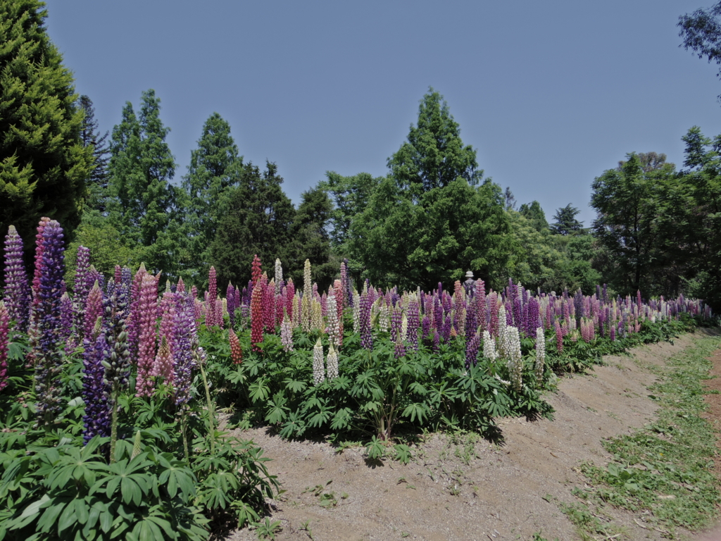 f:id:Cosmop:20160521220020j:plain