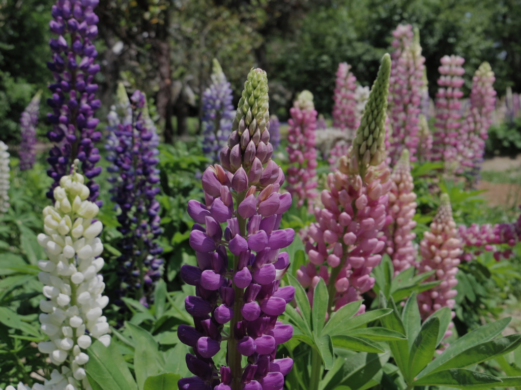 f:id:Cosmop:20160521220201j:plain