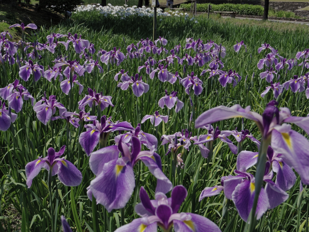 f:id:Cosmop:20160521221039j:plain