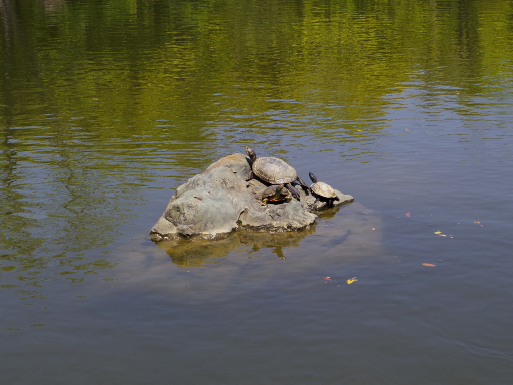 f:id:Cosmop:20160521221420j:plain