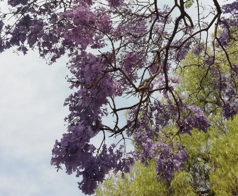 ジャカランダのトンネル シドニーのミルソンパークでお花見をしよう ひつじさんぽ