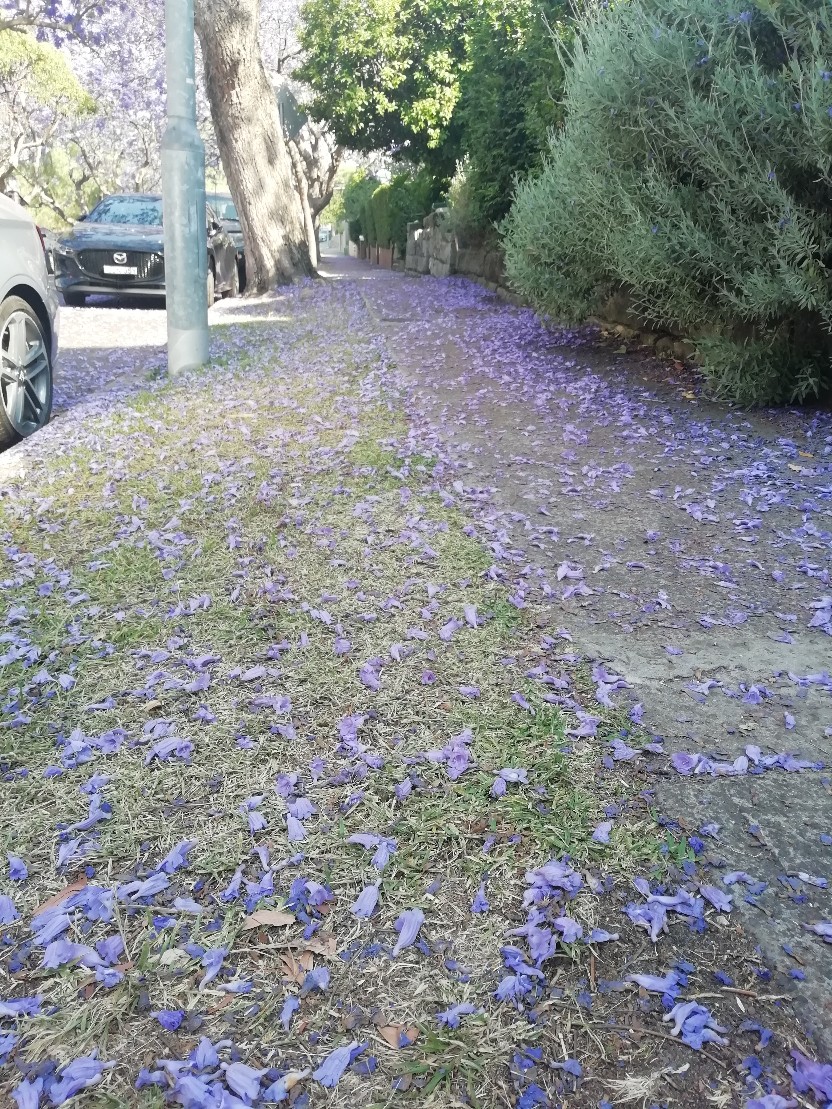ジャカランダのトンネル シドニーのミルソンパークでお花見をしよう ひつじさんぽ
