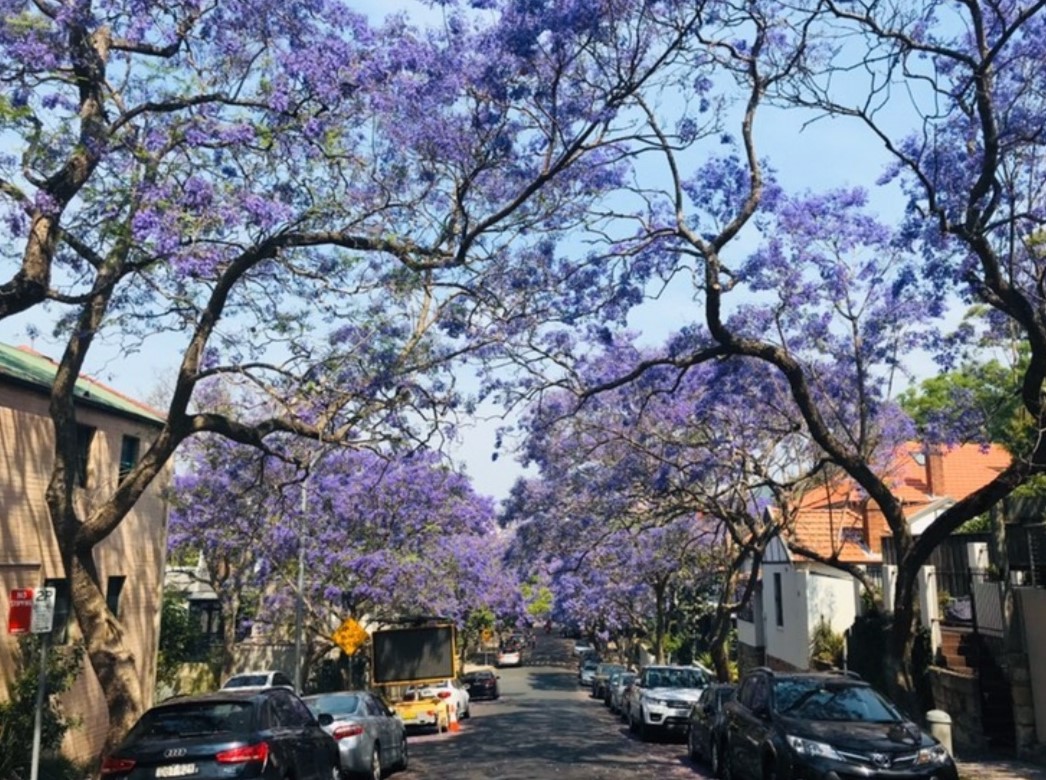 ジャカランダのトンネル シドニーのミルソンパークでお花見をしよう ひつじさんぽ