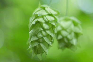 f:id:CraftbeerPROST:20160614093128g:plain f:id:CraftbeerPROST:20160614093128g:plain