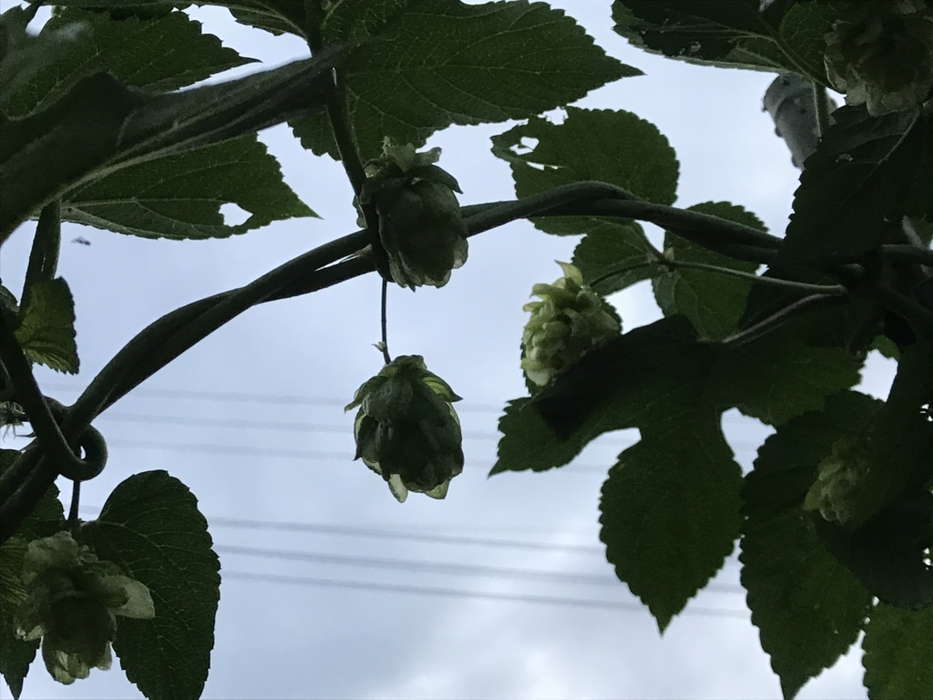 f:id:CraftbeerPROST:20170912102735j:plain