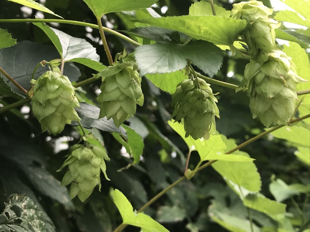 f:id:CraftbeerPROST:20180716094314j:plain