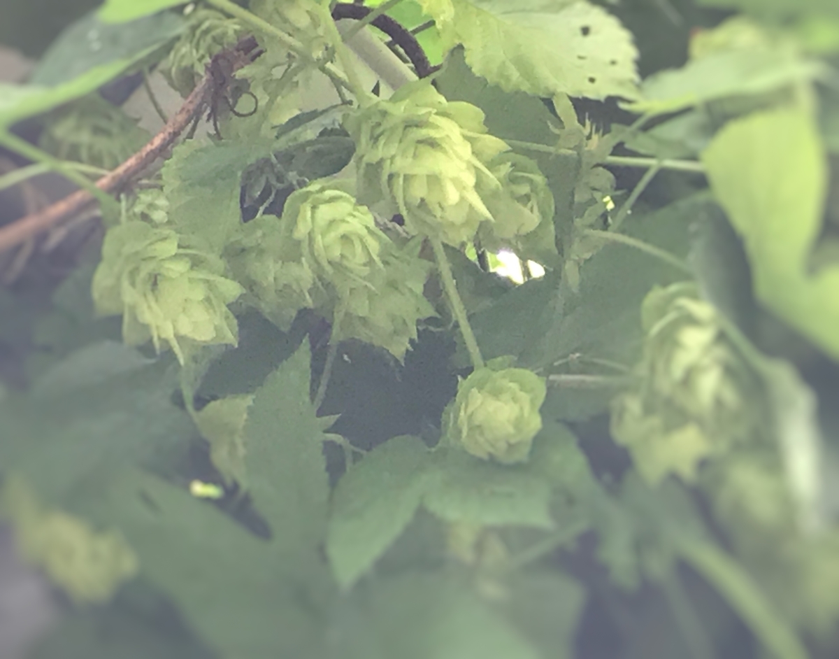 f:id:CraftbeerPROST:20190702100831j:plain
