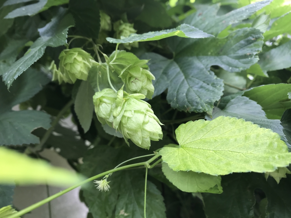 f:id:CraftbeerPROST:20190703104442j:plain