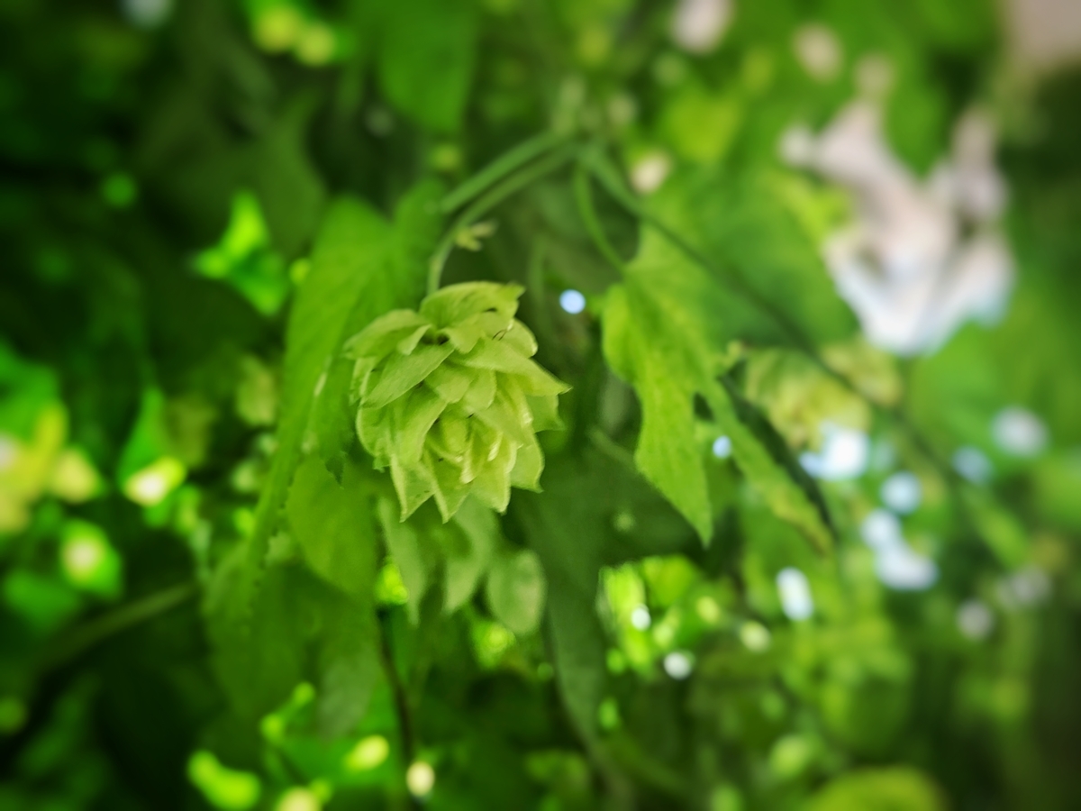 f:id:CraftbeerPROST:20190707102027j:plain
