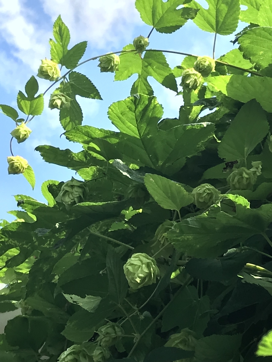 f:id:CraftbeerPROST:20190729124151j:plain