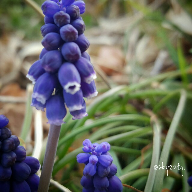 f:id:Crane221083:20170323080603j:image