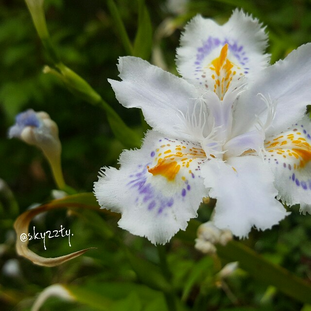f:id:Crane221083:20170507082316j:image f:id:Crane221083:20170507082316j:image