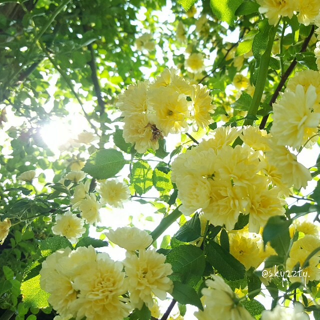 f:id:Crane221083:20170512081330j:image f:id:Crane221083:20170512081330j:image