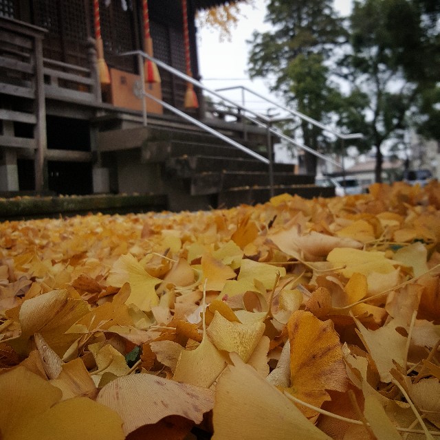 f:id:Crane221083:20171130212108j:image f:id:Crane221083:20171130212108j:image