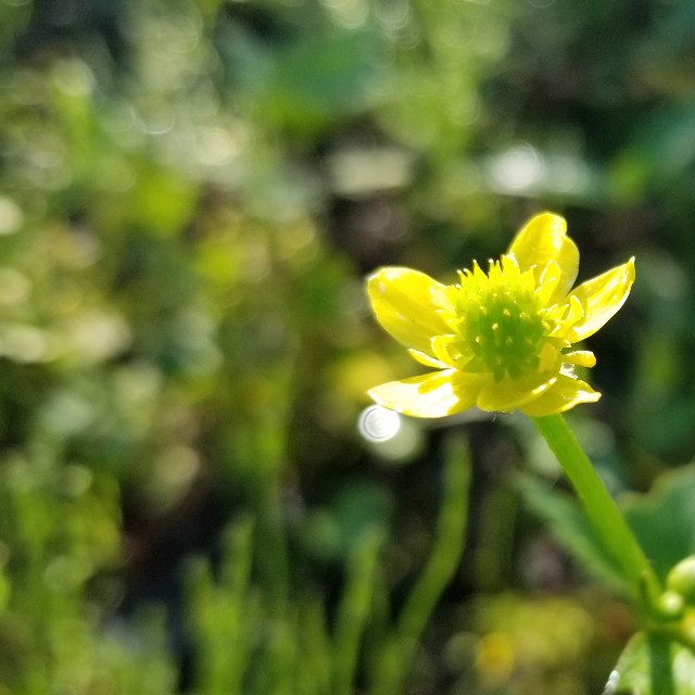 f:id:Crane221083:20180603083433j:image