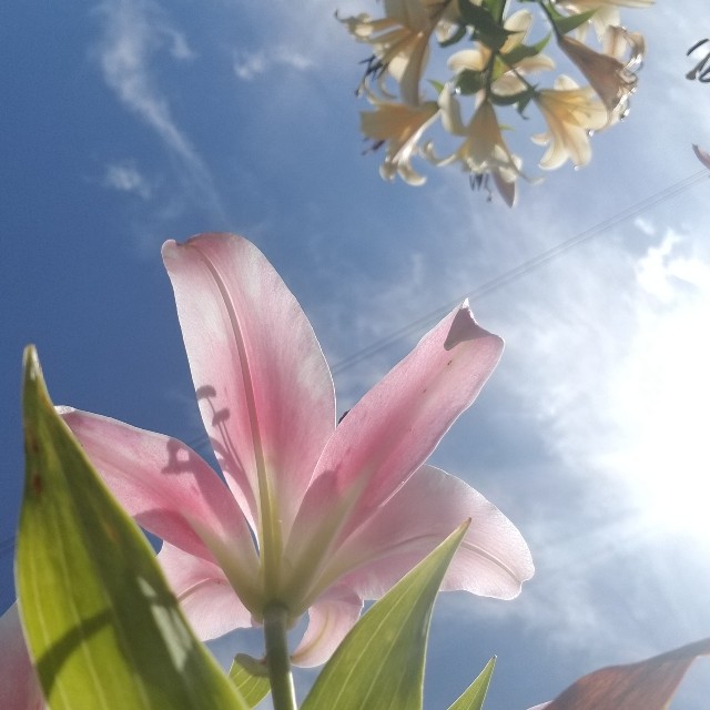 f:id:Crane221083:20180729110205j:image f:id:Crane221083:20180729110205j:image
